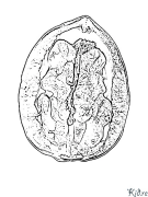 walnut colloring Stranice Za Bojanje Za Štampanje